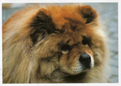 Chow Chow (l&aring;ngh&aring;rig)