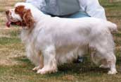 Clumber Spaniel