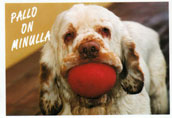 Clumber Spaniel
