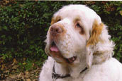 Clumber Spaniel
