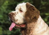 Clumber Spaniel