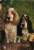 Cocker Spaniel