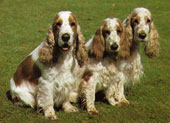 Cocker Spaniel