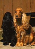 Cocker Spaniel