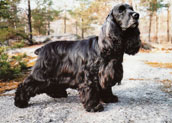 Cocker Spaniel