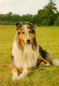Collie