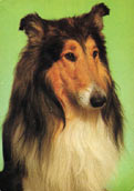 Collie