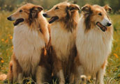 Collie