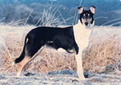Collie (korth&aring;rig)