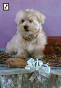 CotonDeTulear
