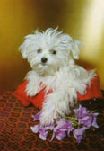 Coton De Tulear