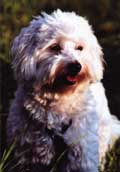 CotonDeTulear