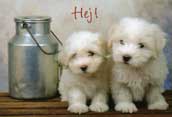 CotonDeTulear