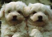 CotonDeTulear