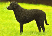 Curly Coated Retriever