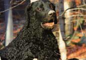 Curly Coated Retriever