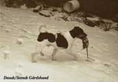 Dansk/ Svensk G&aring;rdshund