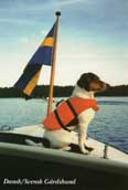 Dansk/ Svensk G&aring;rdshund