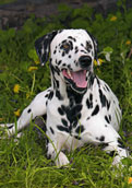 Dalmatiener