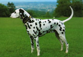 Dalmatiener