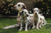 Dalmatiener
