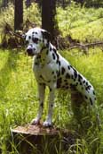 Dalmatiener
