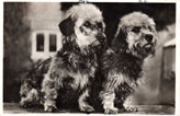 Dandie Dinmont Terrier