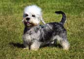 Dandie Dinmont Terrier