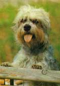 Dandie Dinmont Terrier