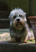Dandie Dinmont Terrier