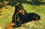 Dobermann
