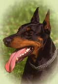 Dobermann