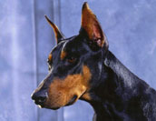 Dobermann