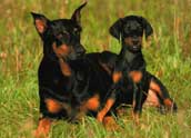 Dobermann