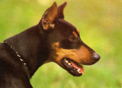 Dobermann