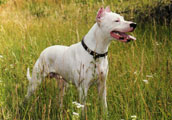 Dogo Argentino