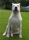 Dogo Argentino