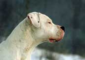 Dogo Argentino