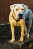 Dogo Argentino