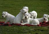 Dogo Argentino