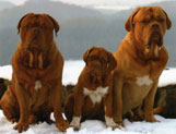 Dogue De Bordeaux