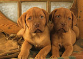 Dogue De Bordeaux