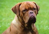 Dogue De Bordeaux