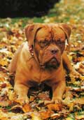 Dogue De Bordeaux