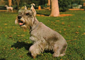 Dv&auml;rgschnauzer