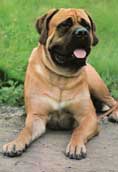 Engelsk Mastiff