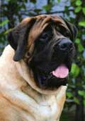 Engelsk Mastiff