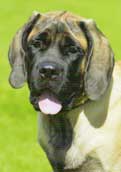 Engelsk Mastiff