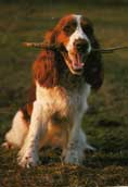 Eng. Springer Spaniel