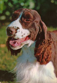 Eng. Springer Spaniel